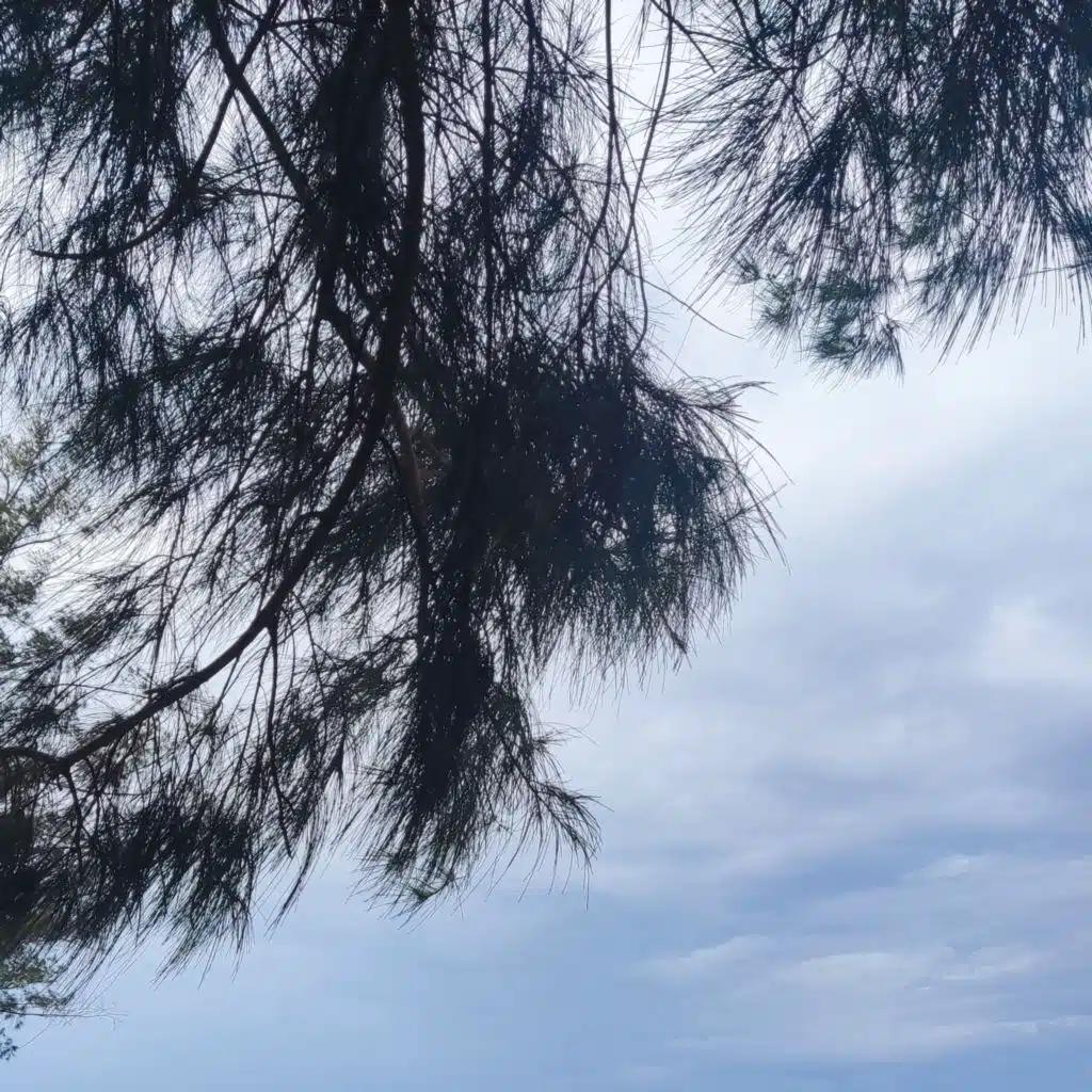 Hân