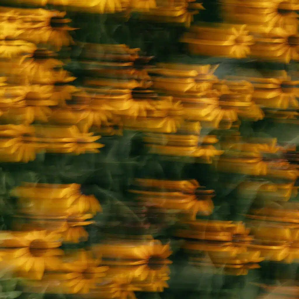 Bloom