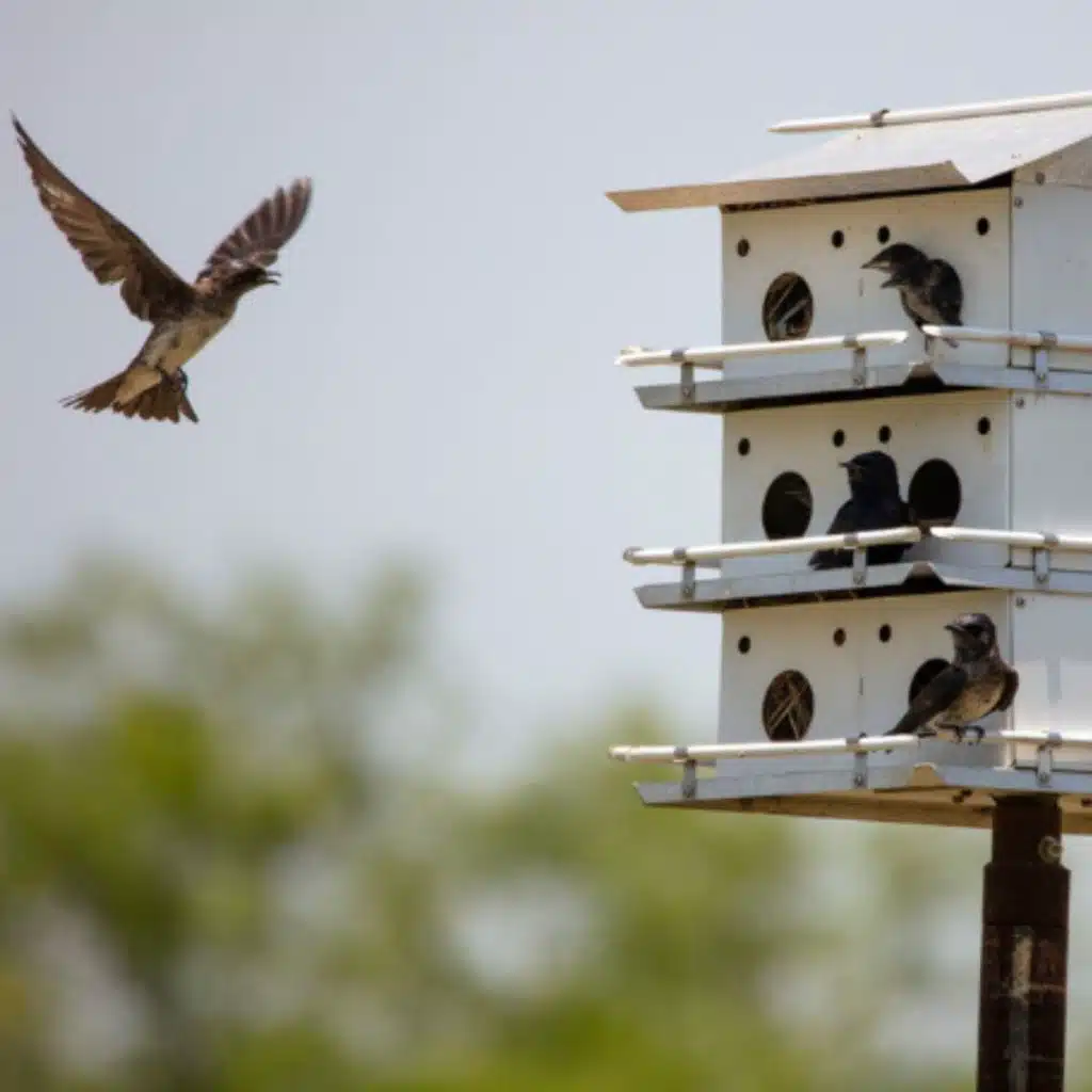 Studying Climate Change by Watching Bird Nests