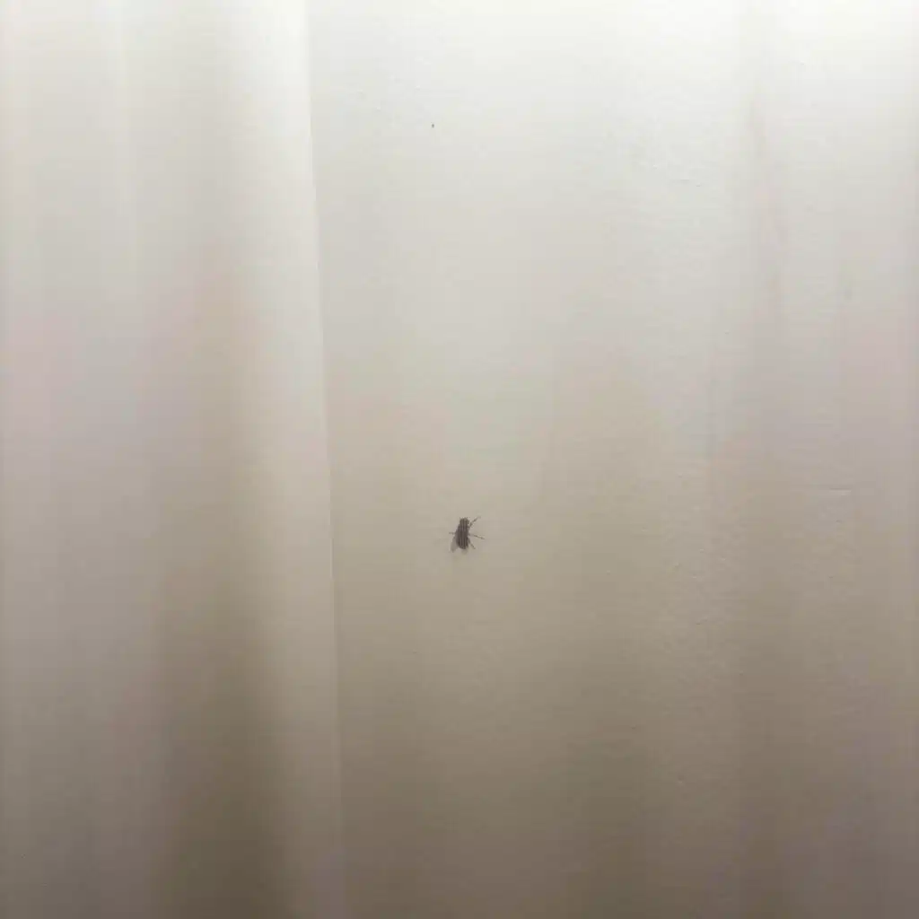 Closed Tear