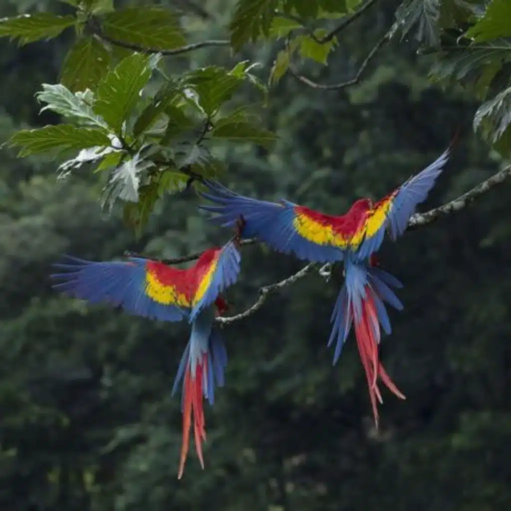 World Rainforest Day