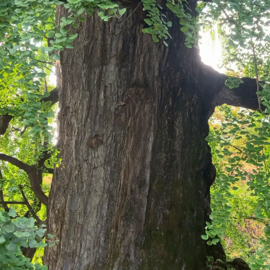 Behind The Tree