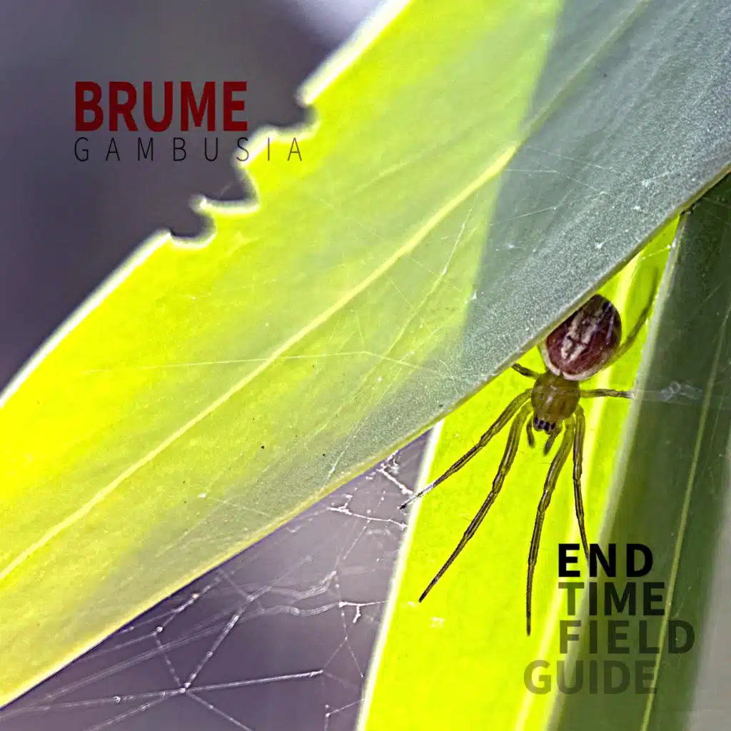 Gambusia