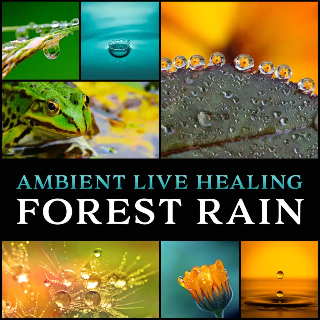 Ambient Live Healing Forest Rain