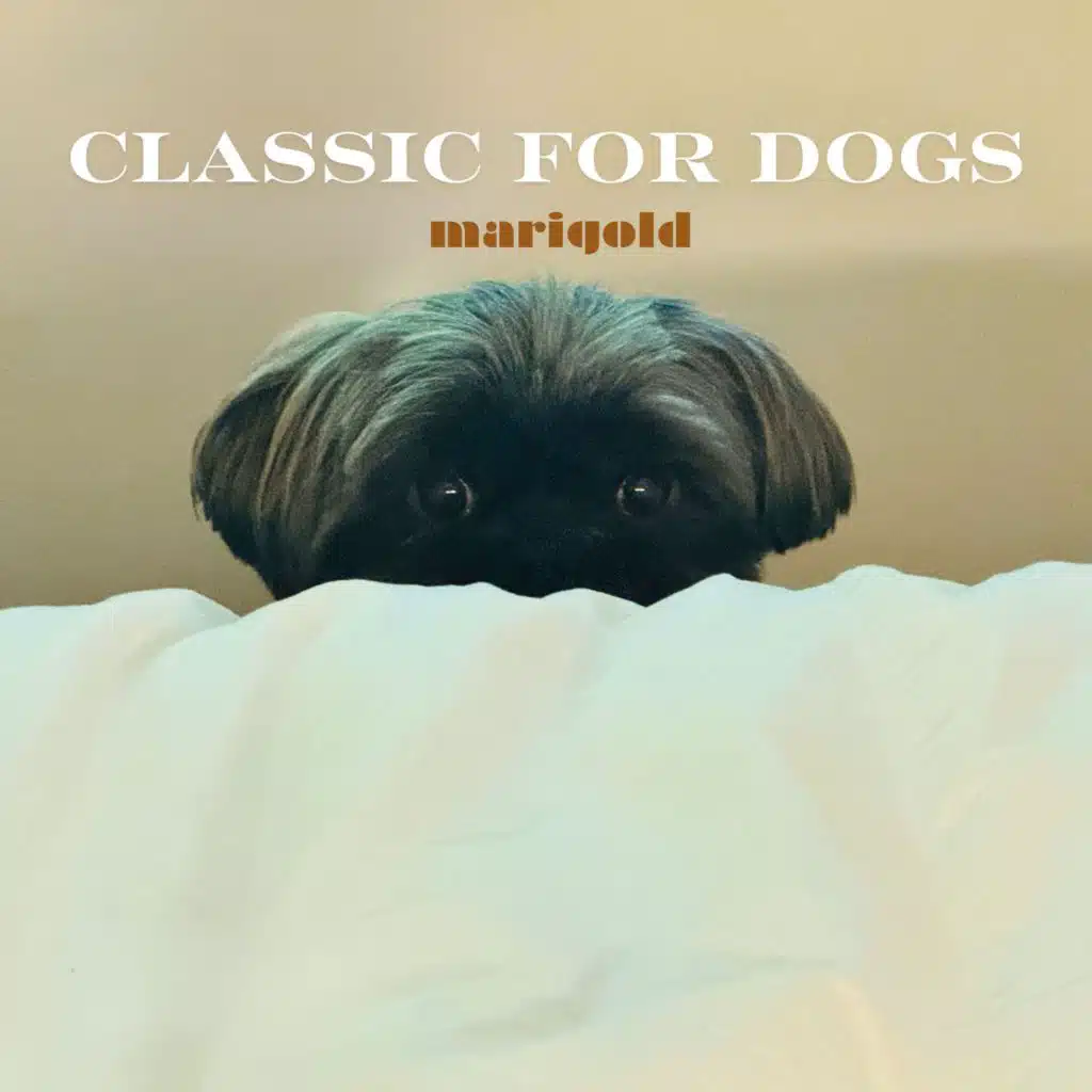 Marigold