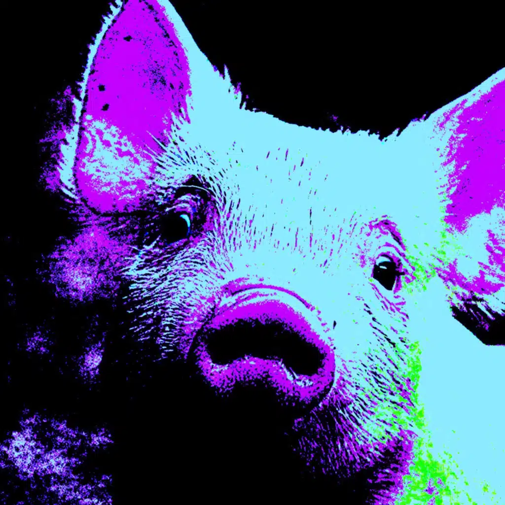 Pig