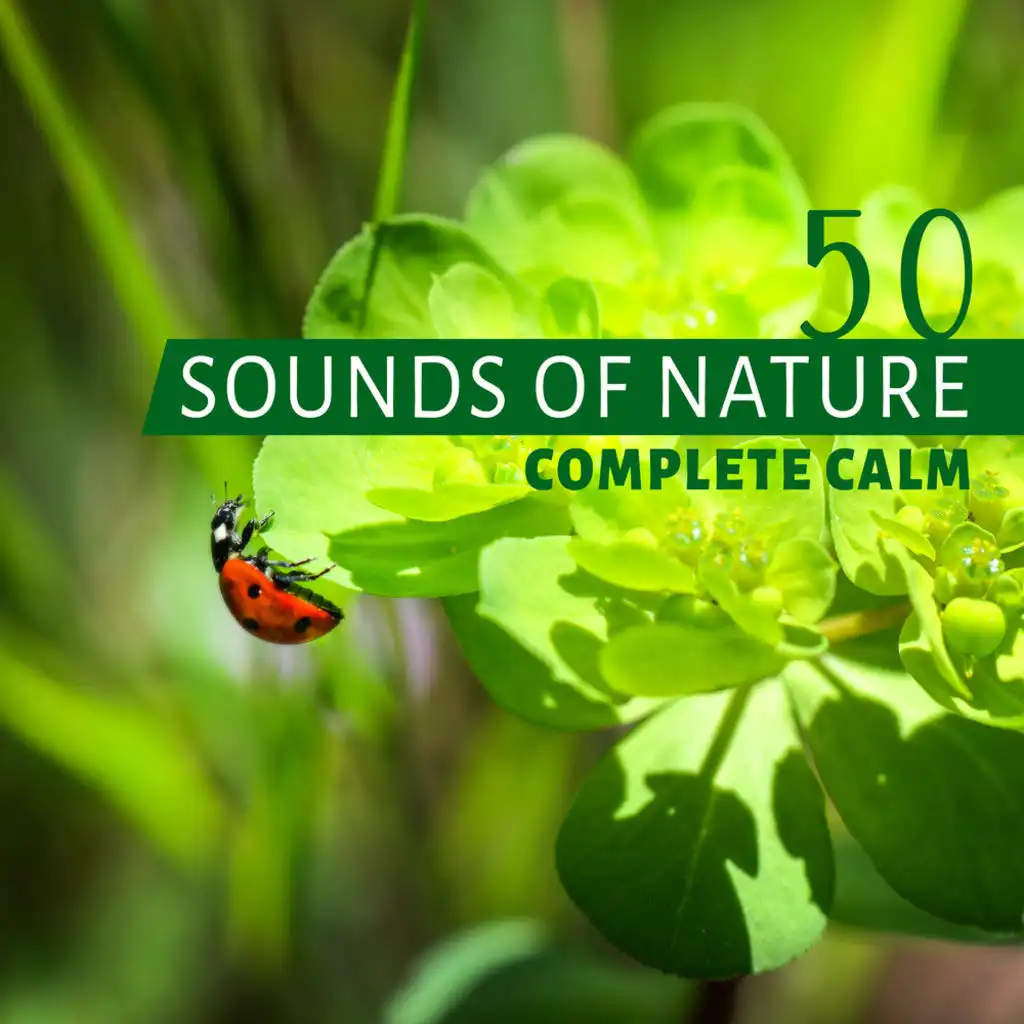 Birds & Sounds of Nature