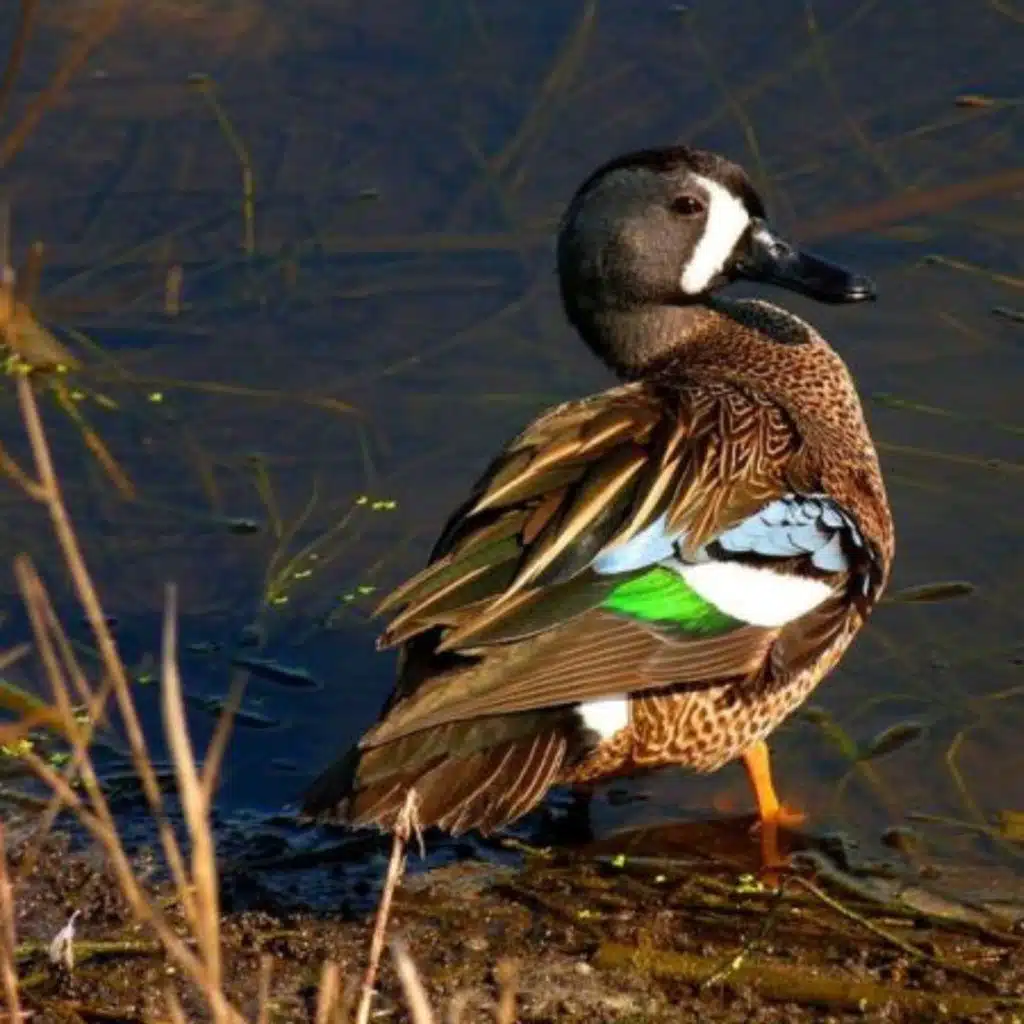 Traveling with Blue-winged Teal