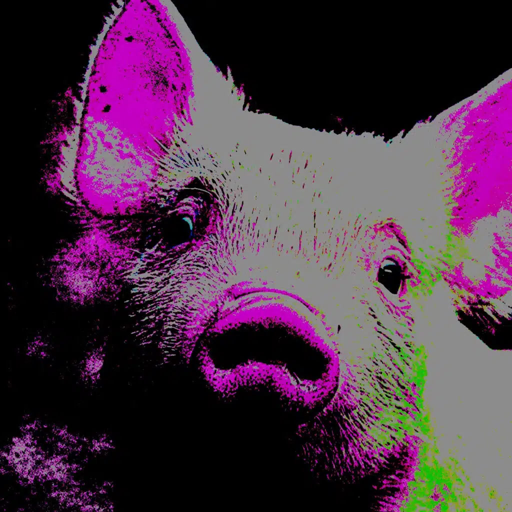 Pig
