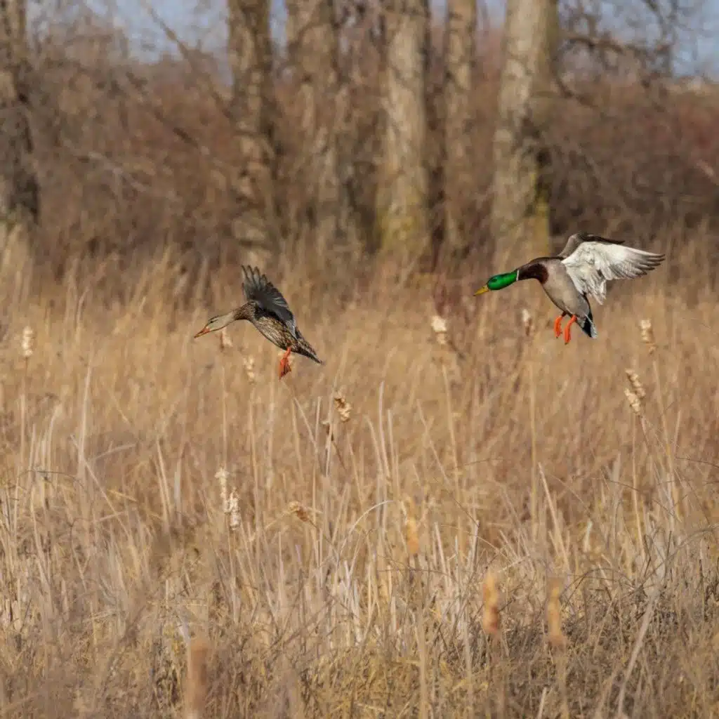 Hunting and Conservation Go Hand in Hand