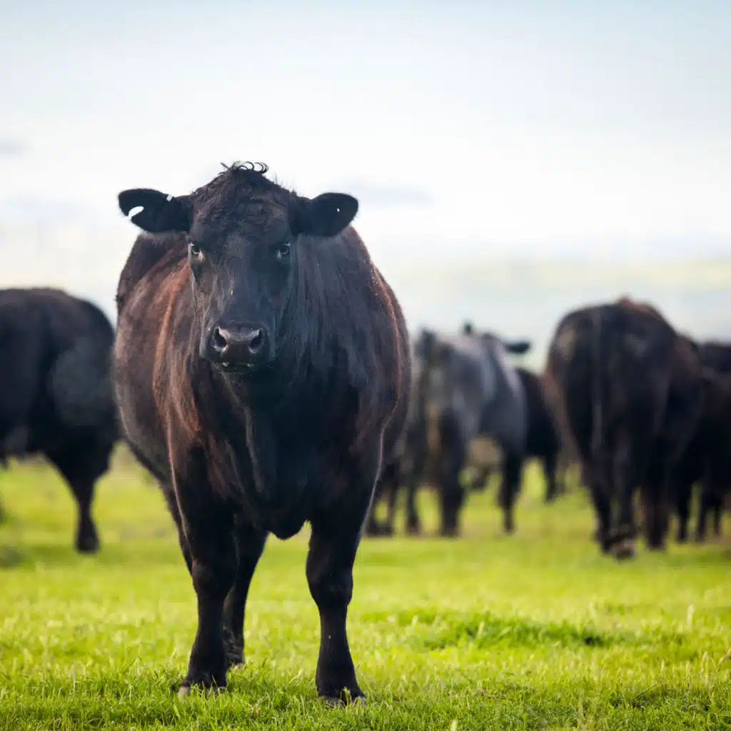 #28 — Meat Without Misery