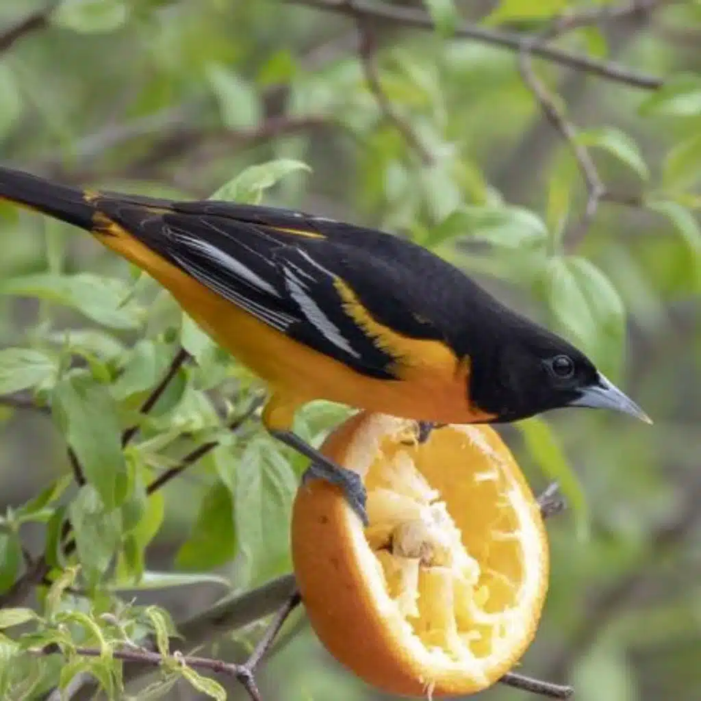 The Baltimore Oriole