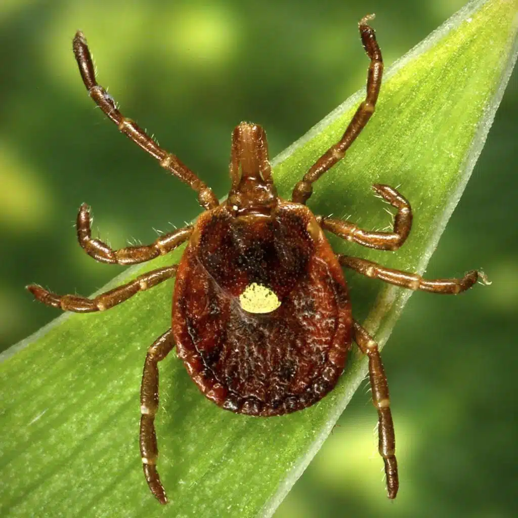 The “bullies of the tick world” are on the hunt