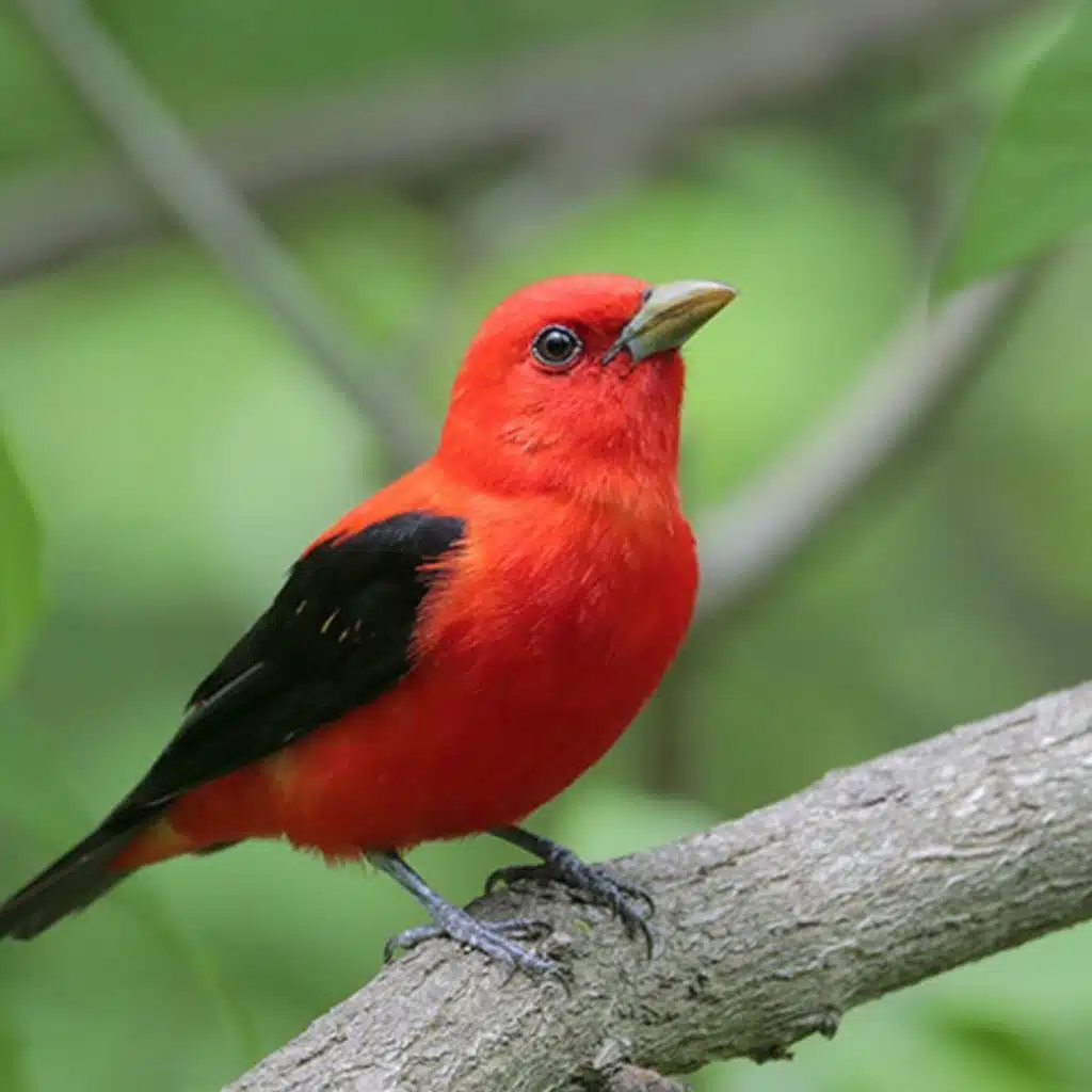Birding 101: Bird Sound Vocabulary