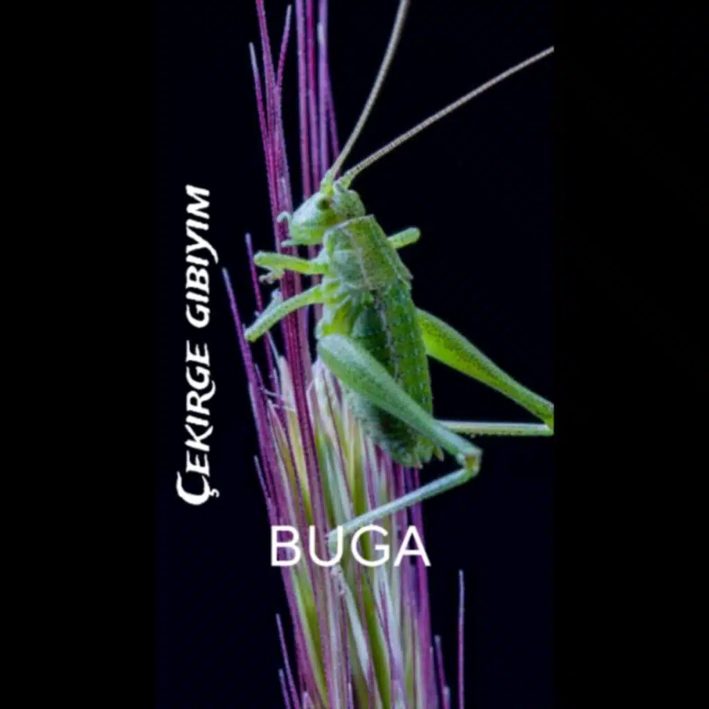 Buga