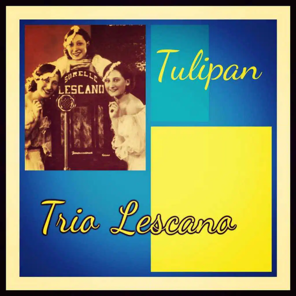 Tulipan