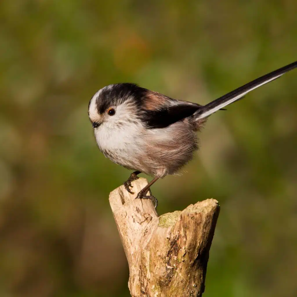 ‘A break from scrolling’: how Gen Z fell in love with birding