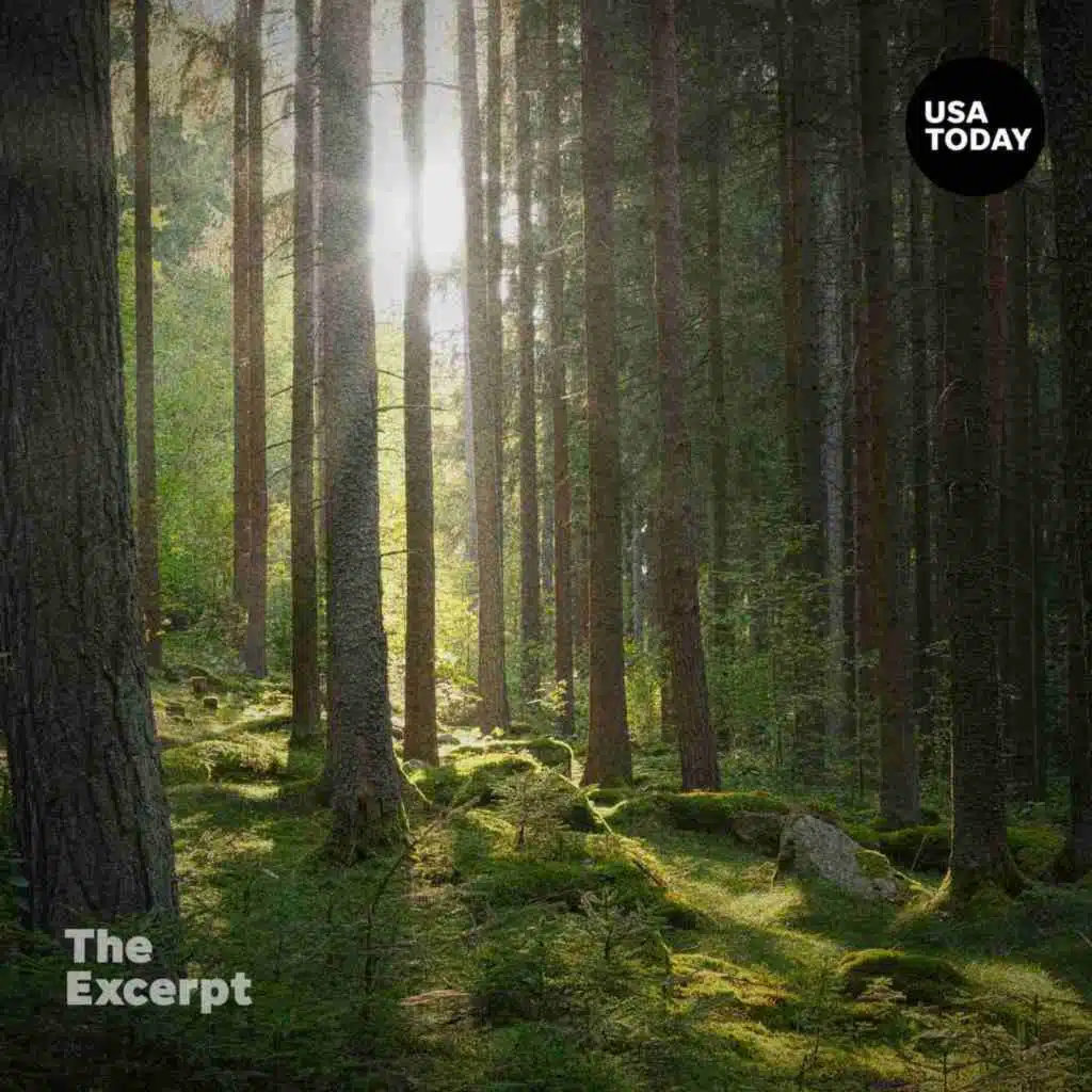 How do you love a forest? Ethan Tapper has thoughts.