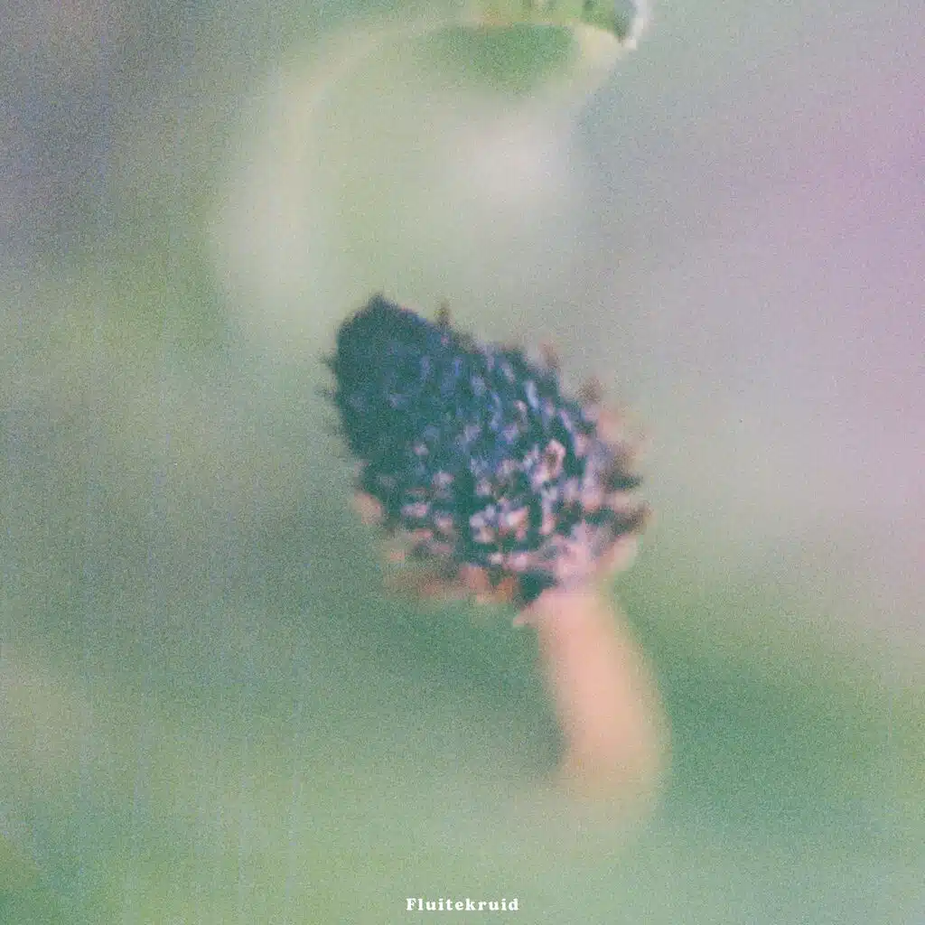 Fluitekruid