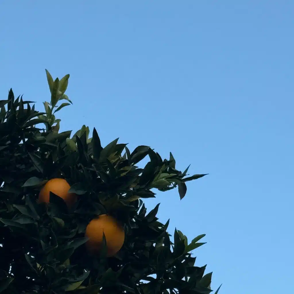 DAWN