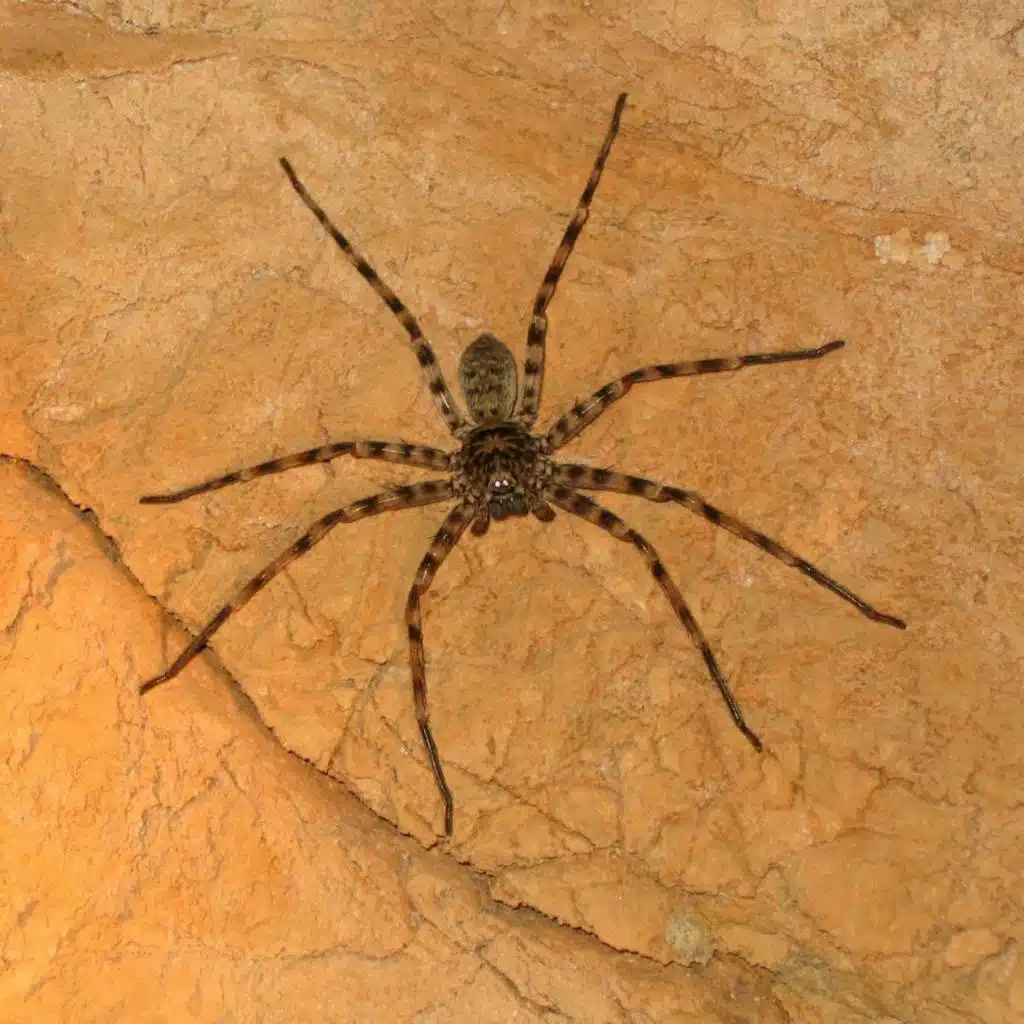 What is the fastest spider in the world?