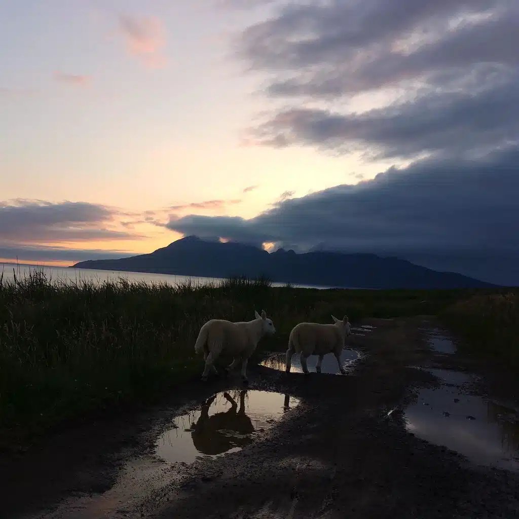 sheep sky