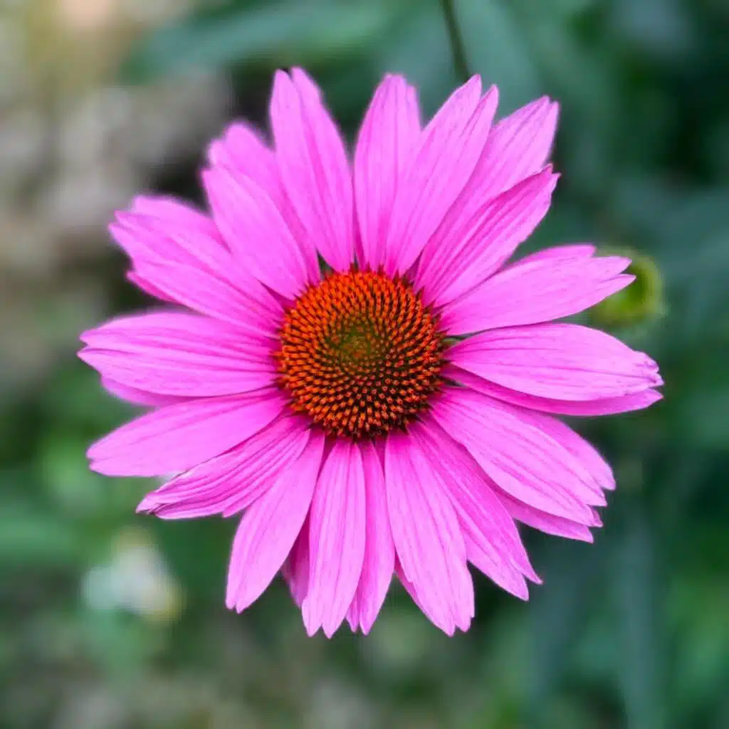 Flower Pedals