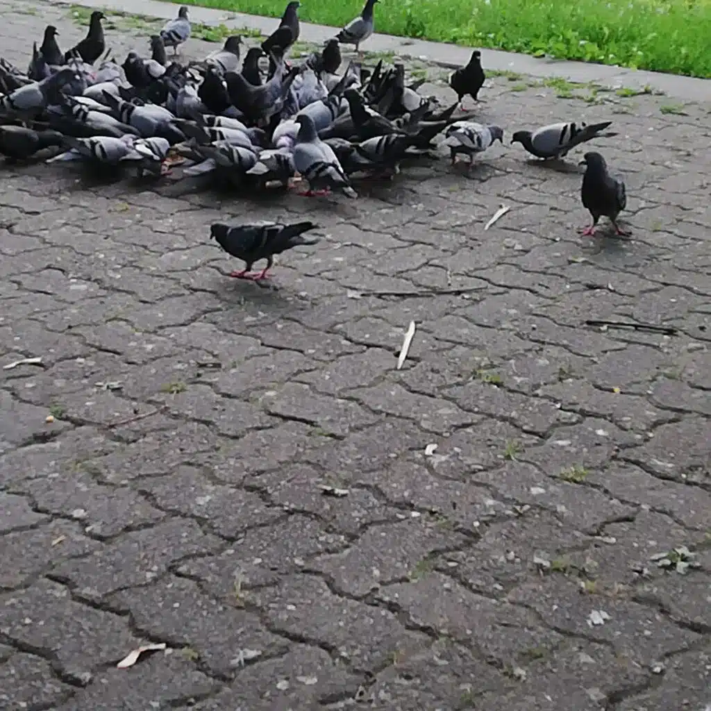 Lìn