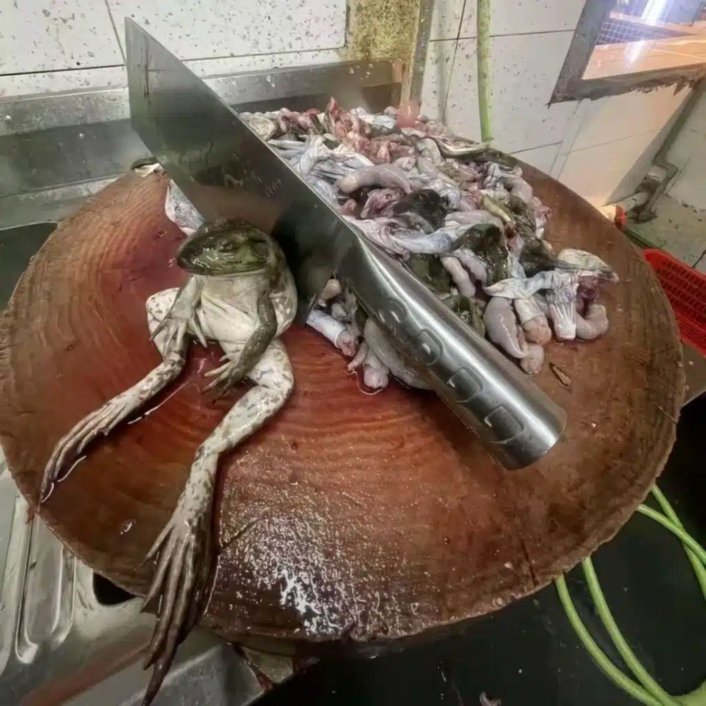 放它走