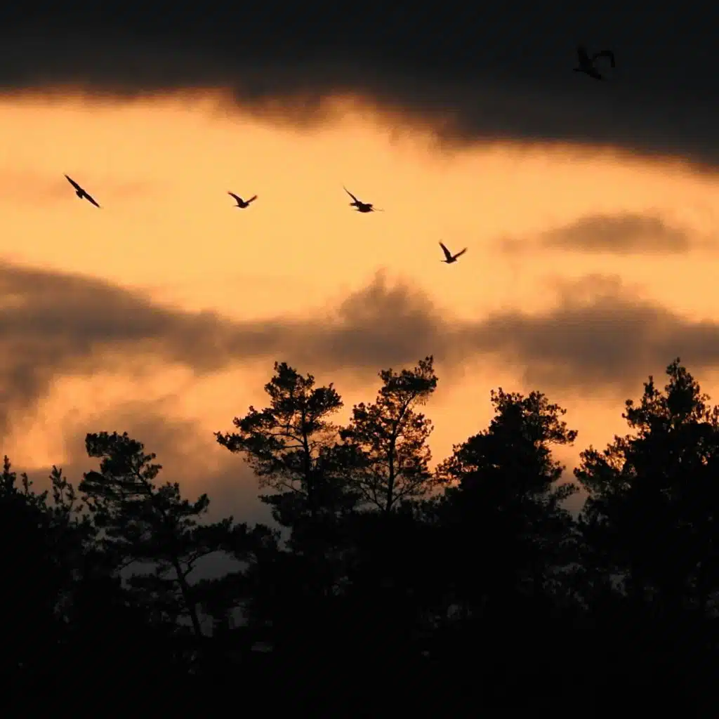 5 Min Meditation: Deep Sleep Pads & Forest Birds