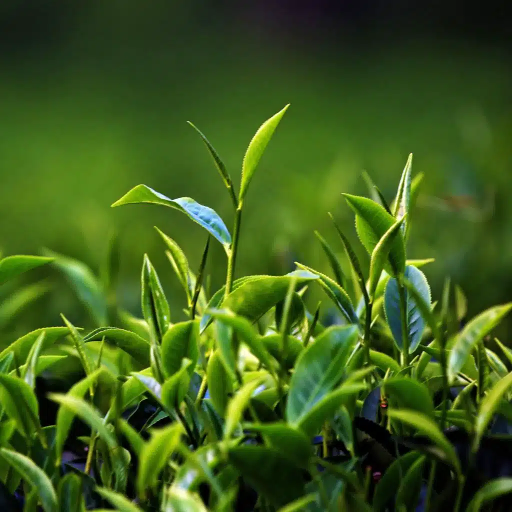 Revisited: A Scottish tea mystery, episode one – green shoots