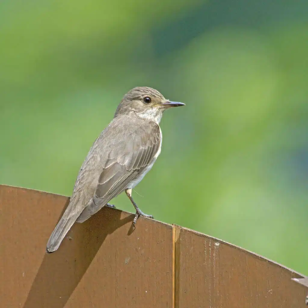 Garden birds infected by disease - and why you shouldn’t feed them