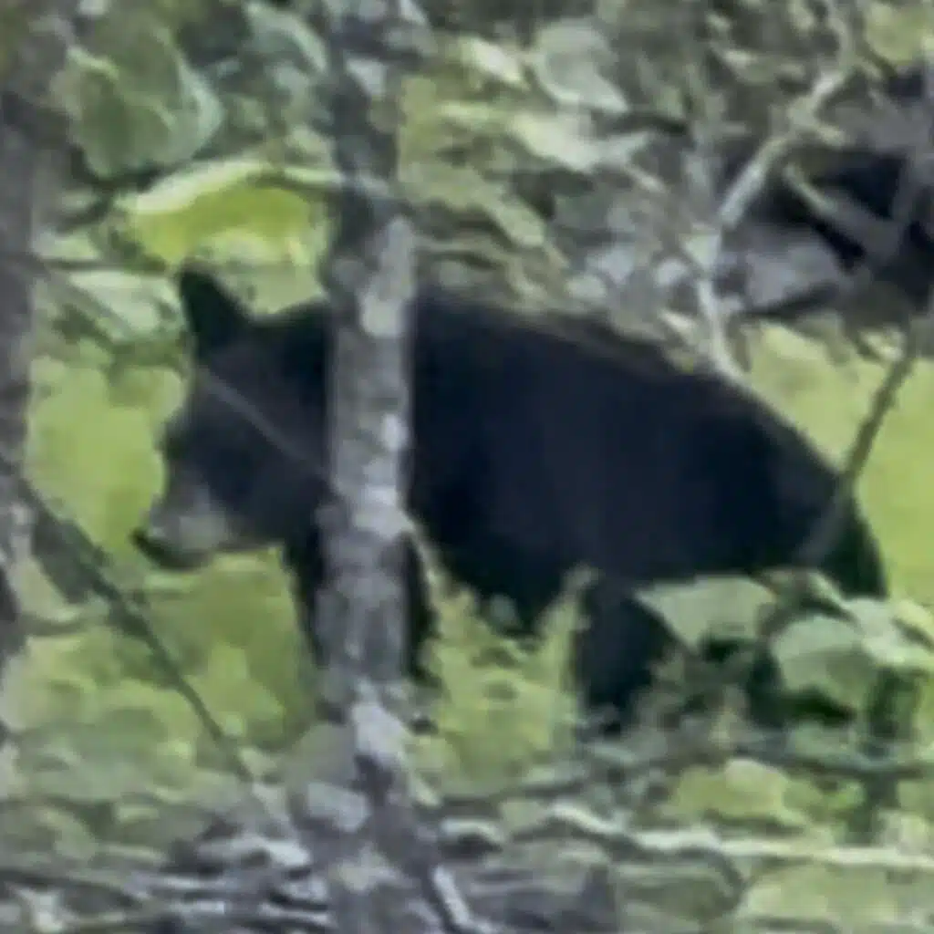Bear