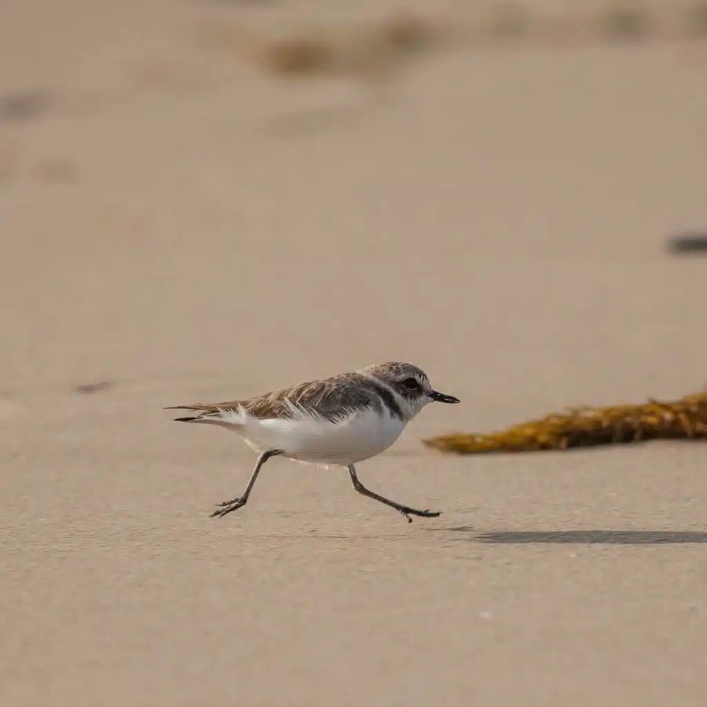 Western Snowy Plover Population Passes Milestone
