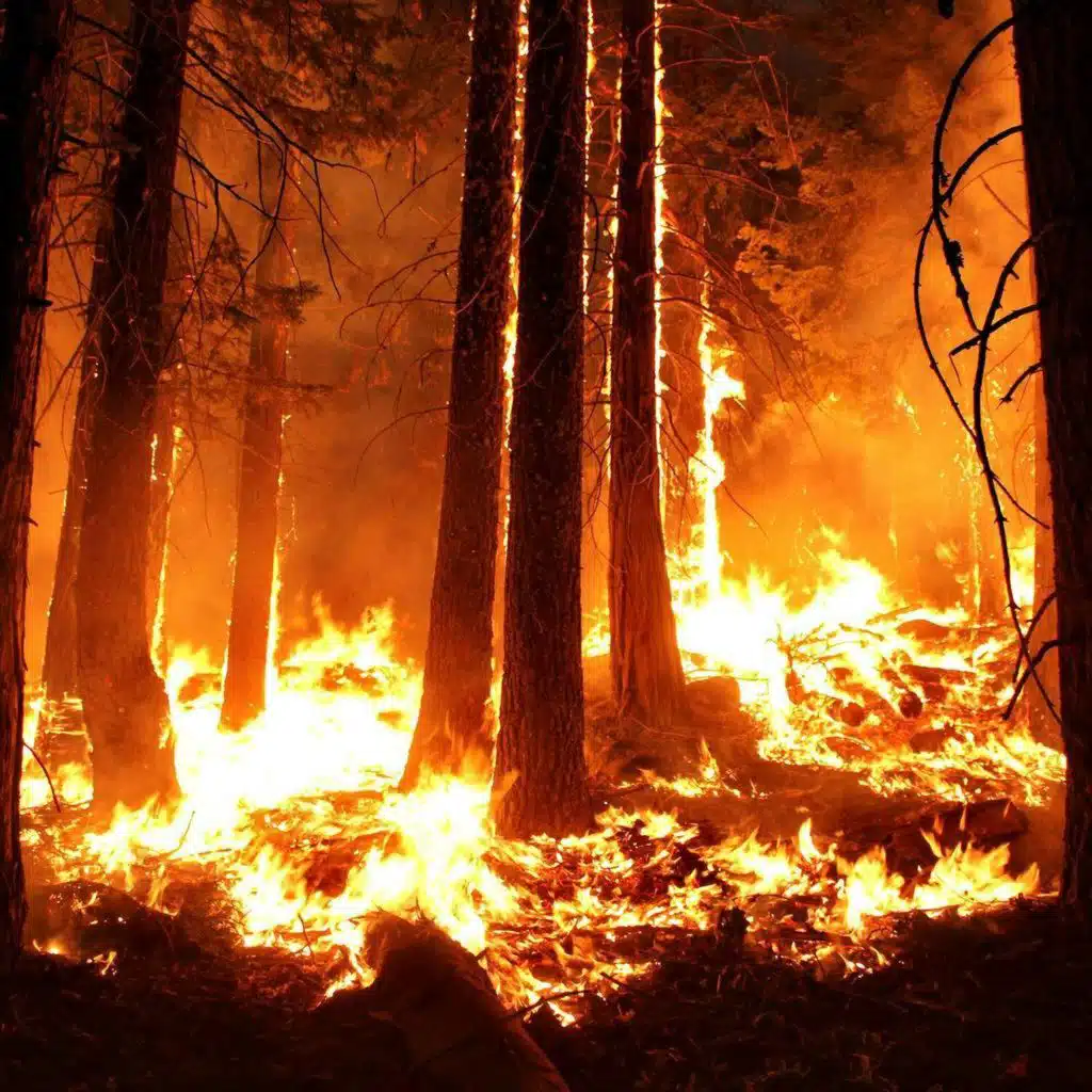 Forest Fires and El Niño