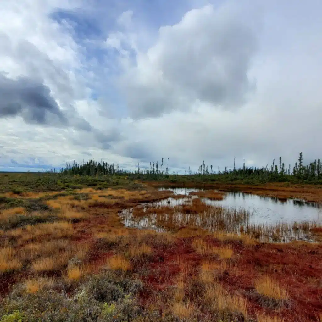 Ep. 588 - Investigating Boreal Rarities