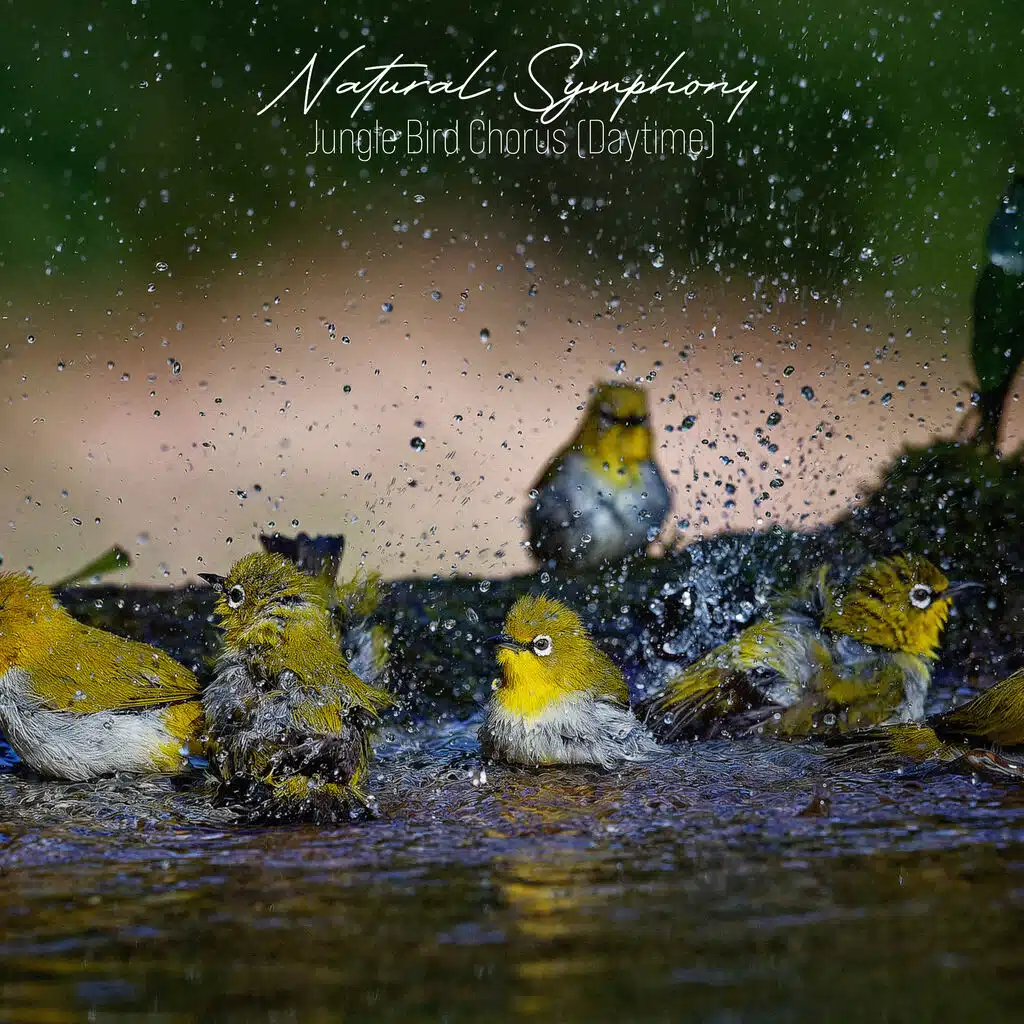 Jungle Bird Chorus (Daytime)