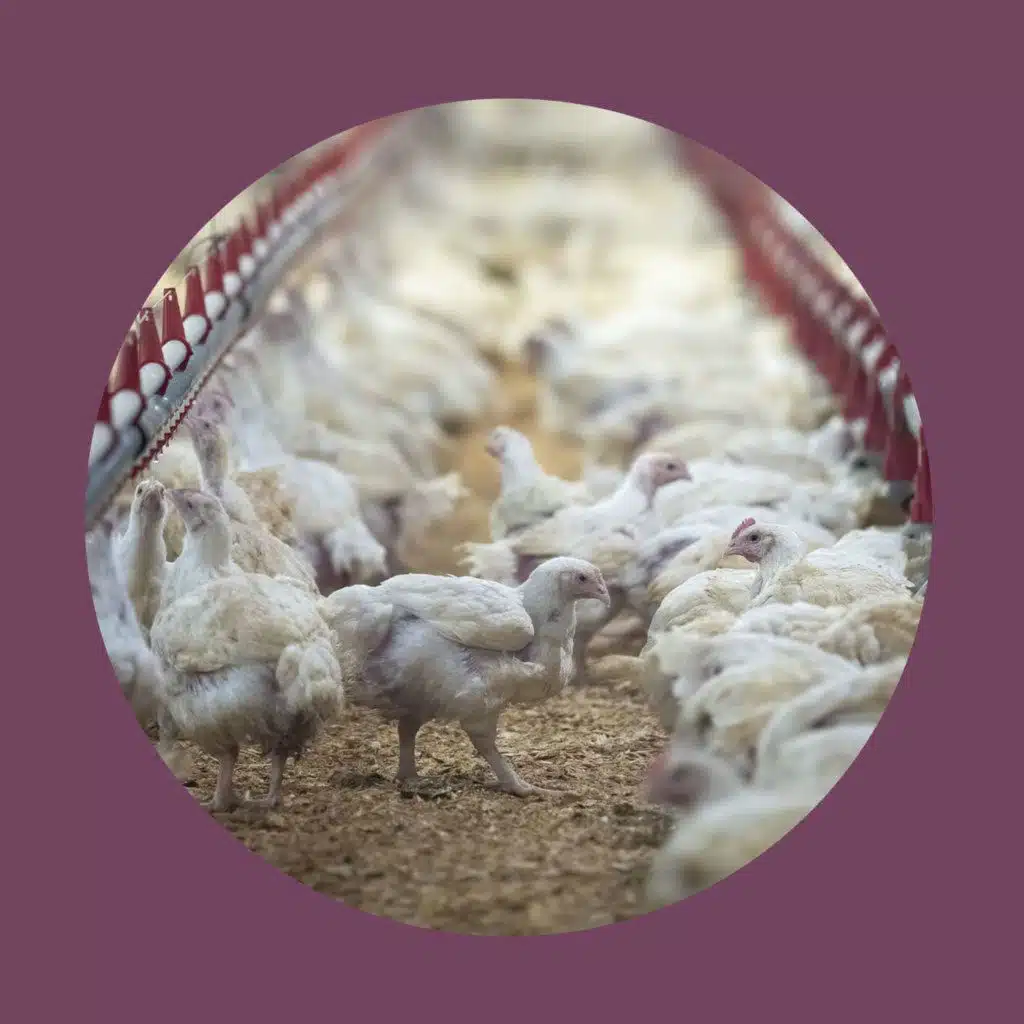 Why chicken is so expensive right now