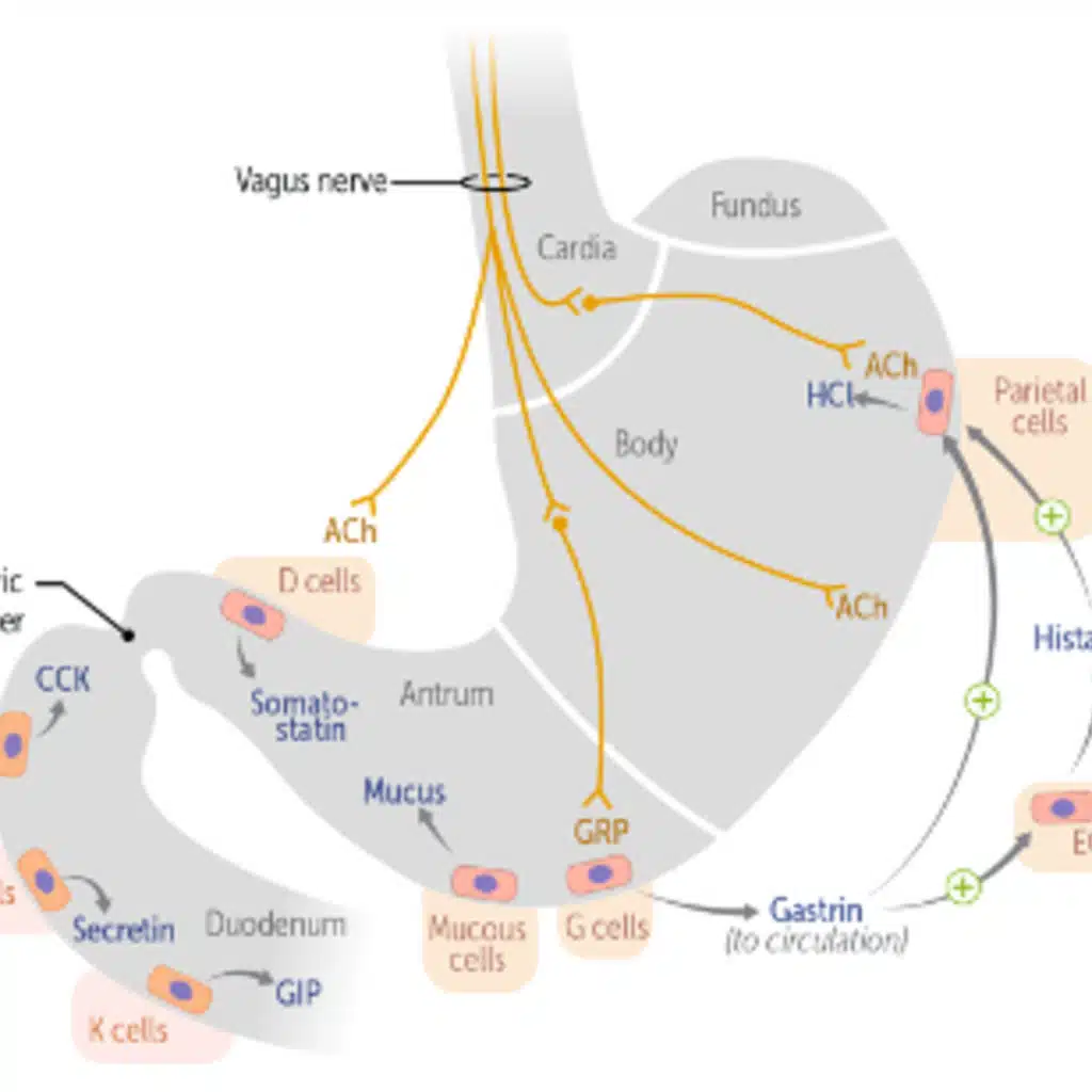 Essentials – Gastrointestinal Regulatory Substances