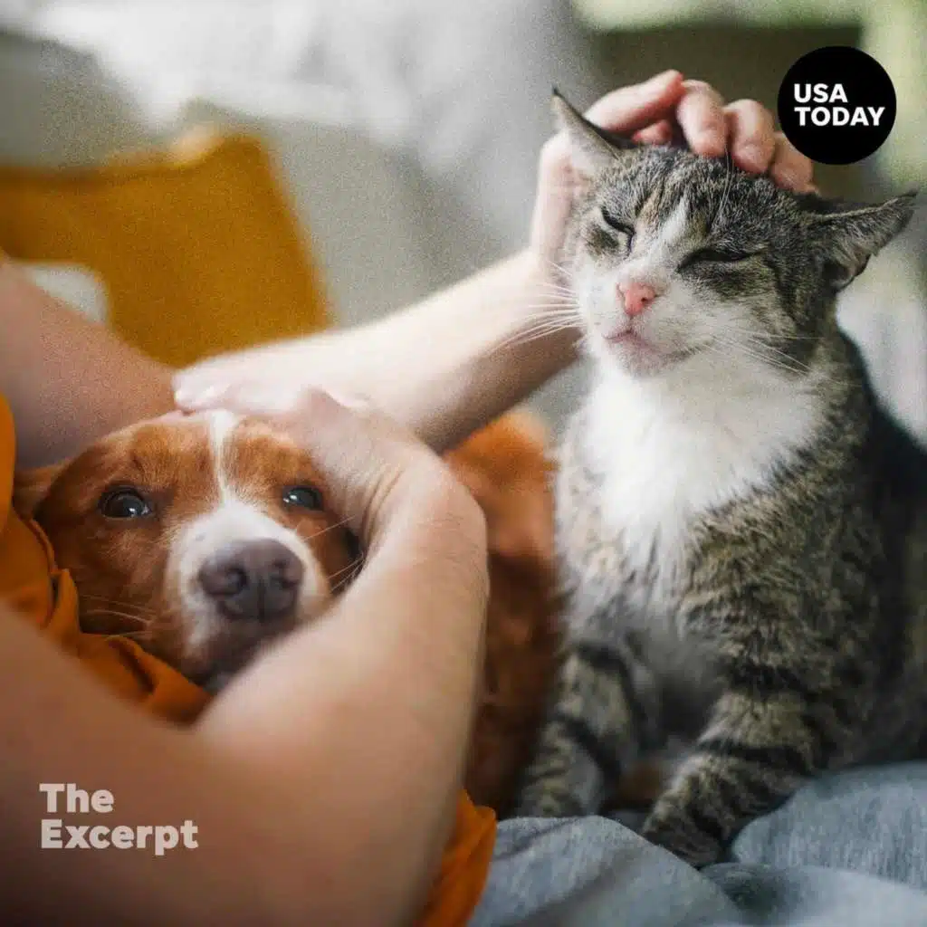 Pet hospice is everywhere: What you need to know