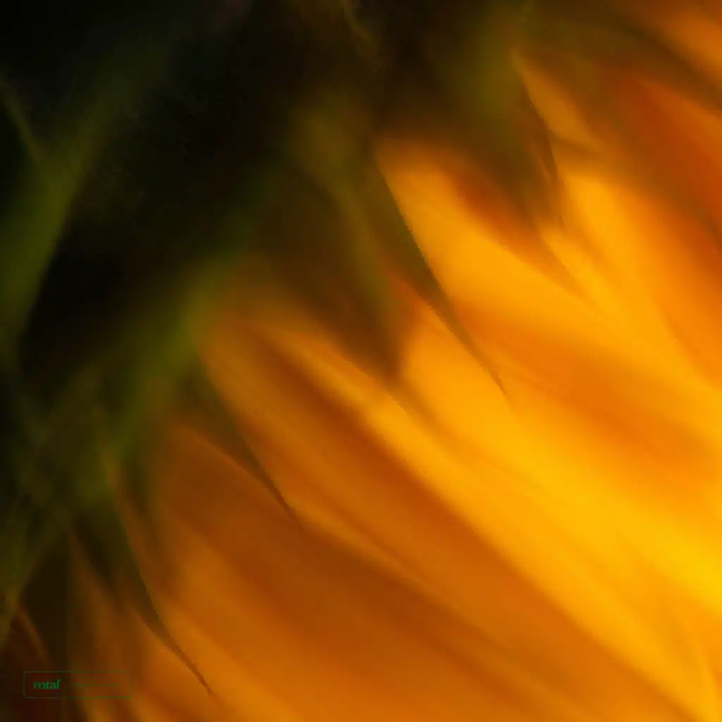 Inner Sunflower