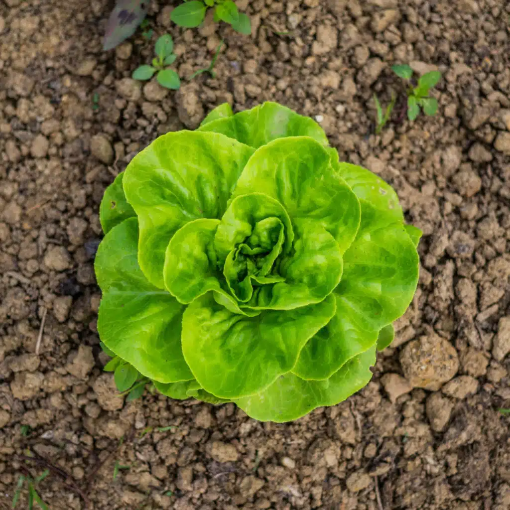 As cyclospora cases march forward, two experts parse the implications on leafy greens