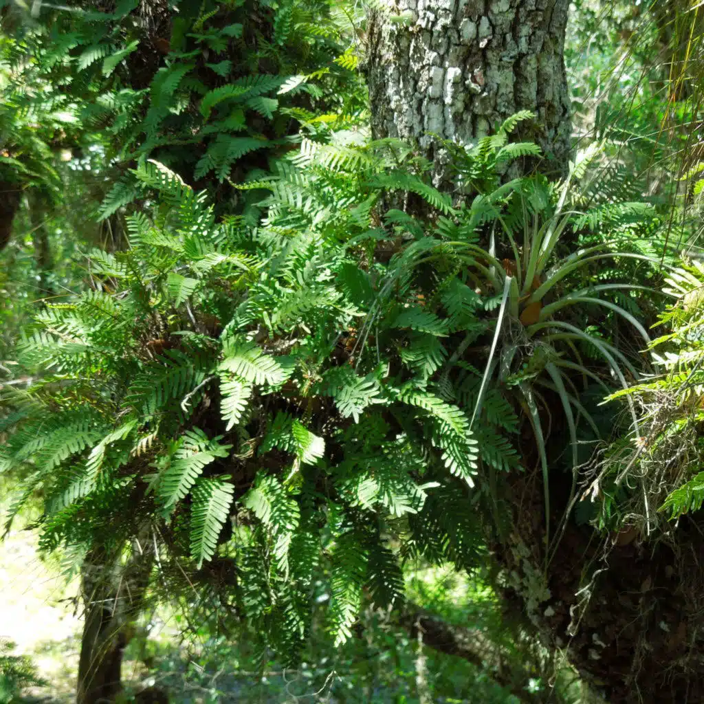 Ep. 589 - Epiphytes & the Water Cycle