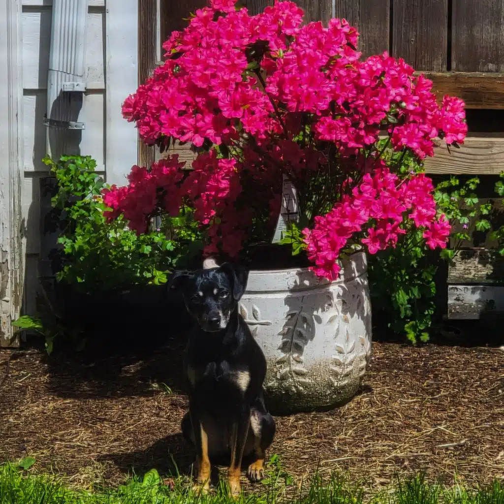 Dogs in the Garden