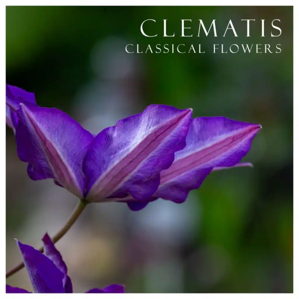 "Clematis": Classical Flowers