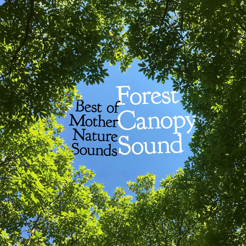 Forest Canopy Sound