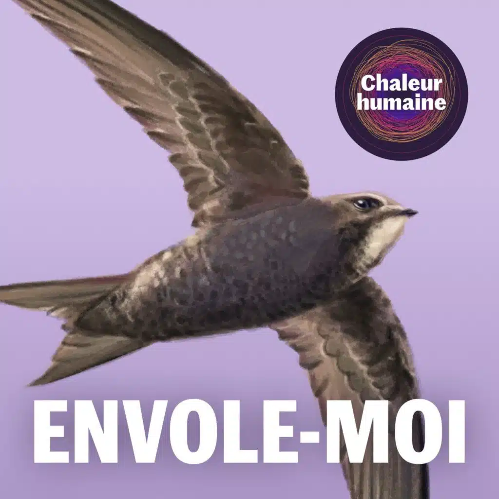 Envole-moi : le martinet noir (4/6)