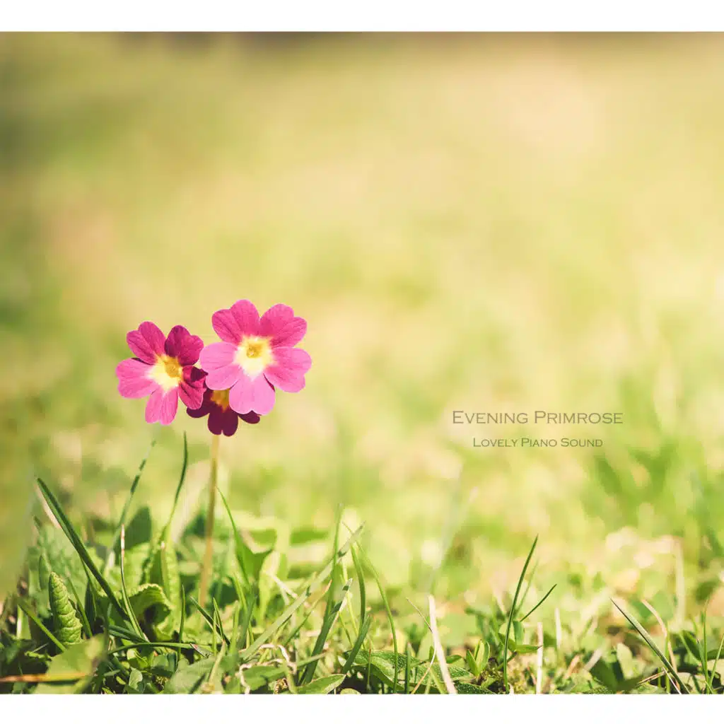Evening Primrose