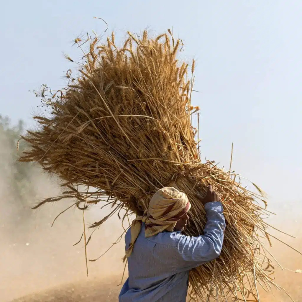 Here's Why Global Food Supplies Are Under Threat