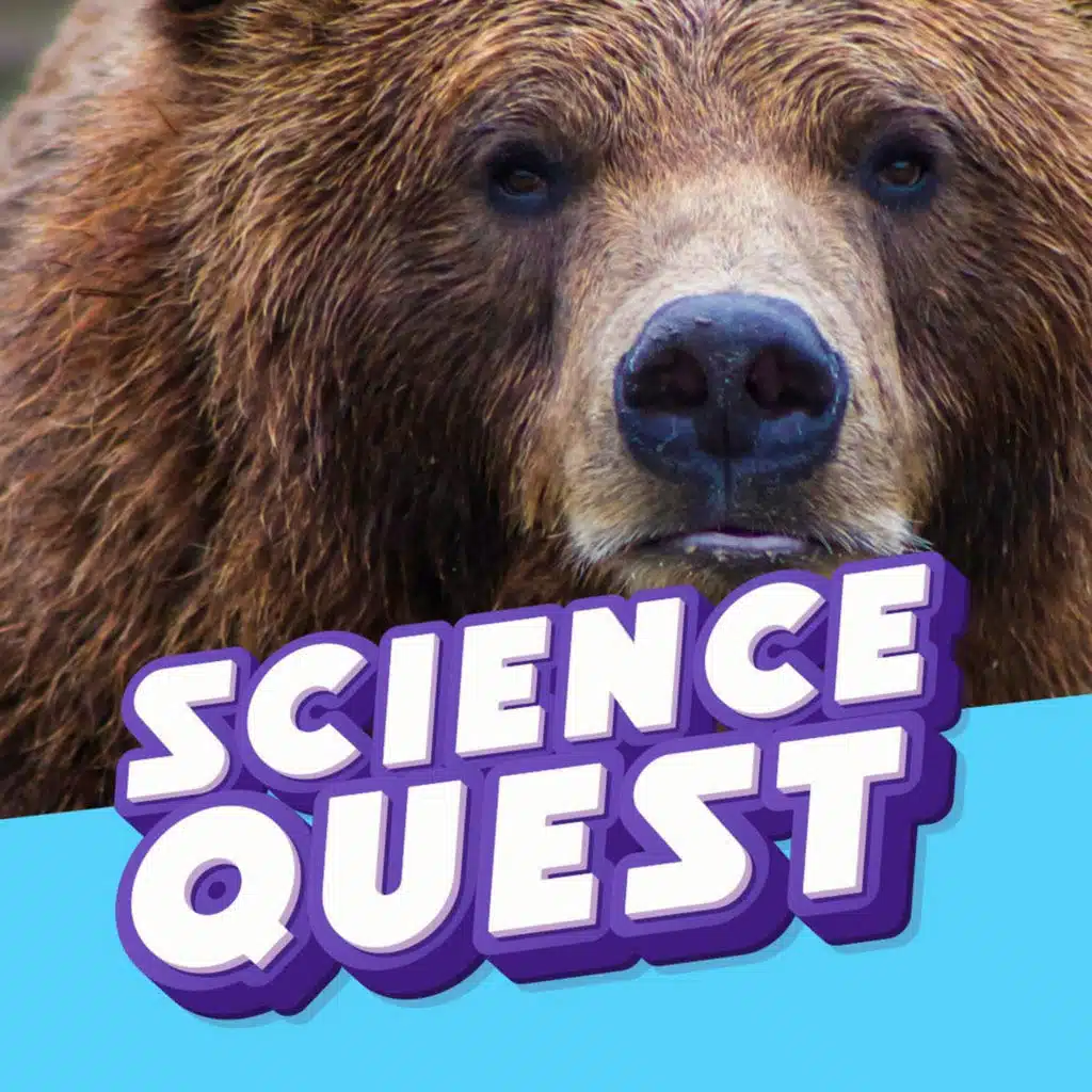 40,000 Calories a Day: Inside the Massive Pre-Hibernation Grizzly Bear Bulk 🐻💤